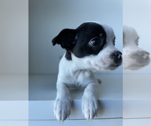 Boston Terrier Puppy for sale in ATLANTA, GA, USA