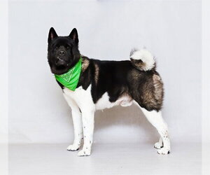 Akita Dogs for adoption in Sanford, FL, USA