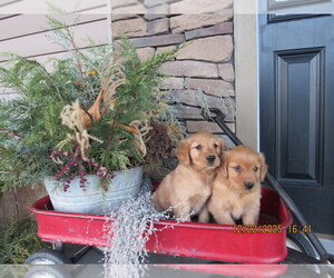 Golden Retriever Puppy for Sale in SINGERS GLEN, Virginia USA