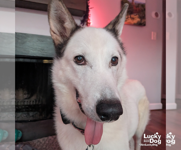 Medium Photo #3 Siberian Husky-Unknown Mix Puppy For Sale in Washington, DC, USA