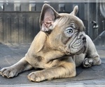 Small #6 French Bulldog