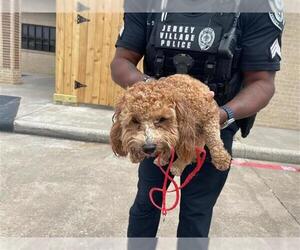 Poodle (Miniature) Dogs for adoption in Houston, TX, USA