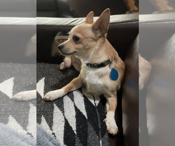 Medium Photo #3 Chihuahua-Unknown Mix Puppy For Sale in Bellevue, WA, USA