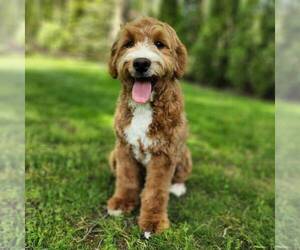 Goldendoodle-Poodle (Miniature) Mix Puppy for sale in DALTON, OH, USA