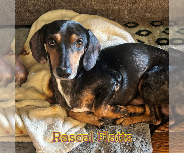 Medium Photo #7 Dachshund Puppy For Sale in San Antonio, TX, USA