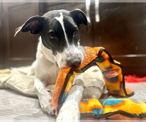 Medium Photo #12 Pointer-Unknown Mix Puppy For Sale in Westwood, NJ, USA