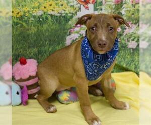 Labrador Retriever-Unknown Mix Dogs for adoption in Placerville, CA, USA