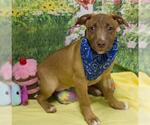 Small Labrador Retriever Mix