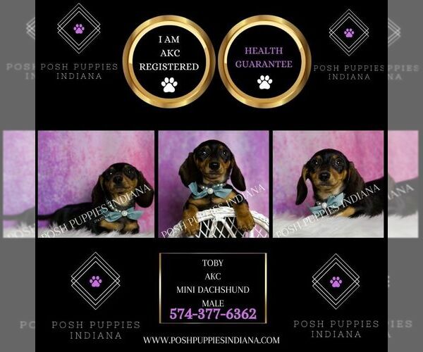 Medium Photo #5 Dachshund Puppy For Sale in WARSAW, IN, USA