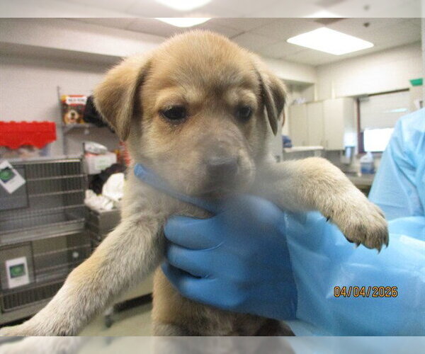 Medium Photo #1 Mutt Puppy For Sale in Oklahoma City, OK, USA