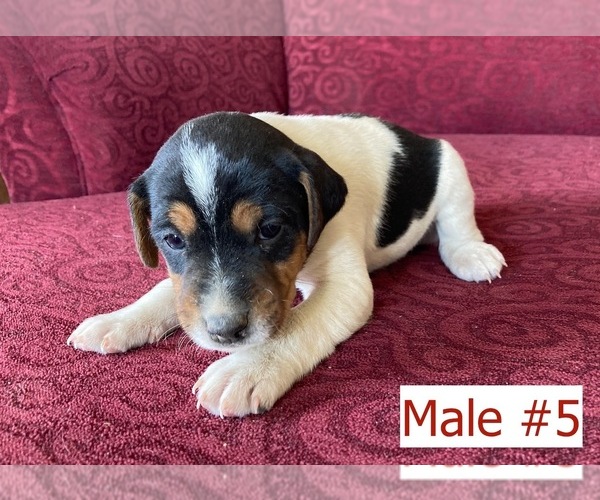 Medium Photo #1 Jack Russell Terrier Puppy For Sale in BOISE, ID, USA