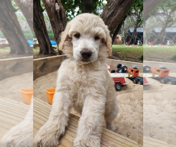 Medium Photo #19 Bordoodle Puppy For Sale in COPPERAS COVE, TX, USA