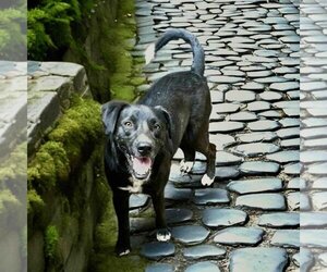 Labrador Retriever-Unknown Mix Dogs for adoption in Shreveport, LA, USA