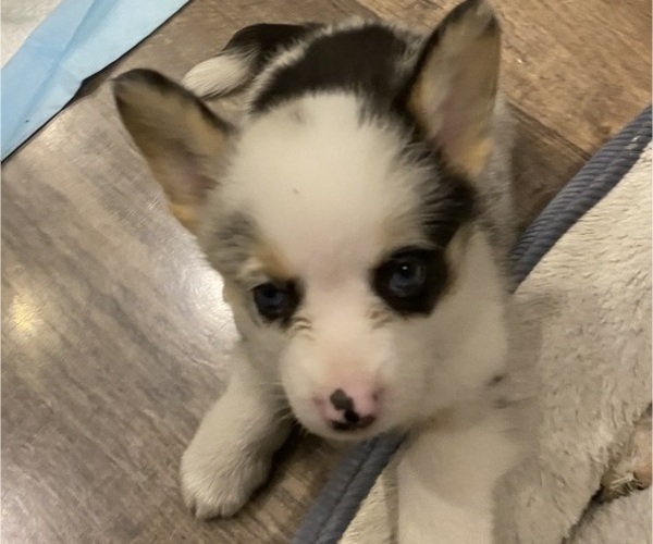 Medium Photo #3 Pembroke Welsh Corgi Puppy For Sale in BRANDON, FL, USA