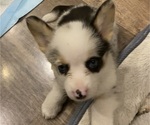Small #2 Pembroke Welsh Corgi