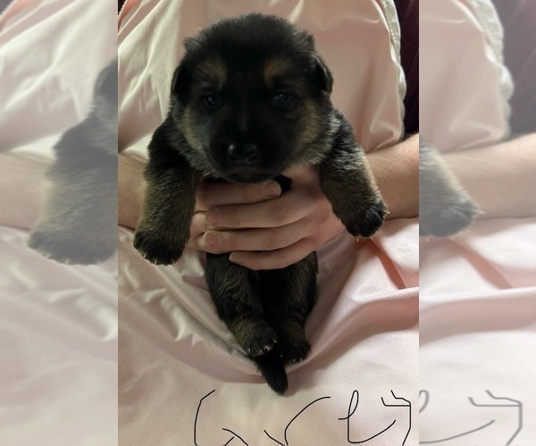Medium Photo #12 German Shepherd Dog Puppy For Sale in SACRAMENTO, CA, USA