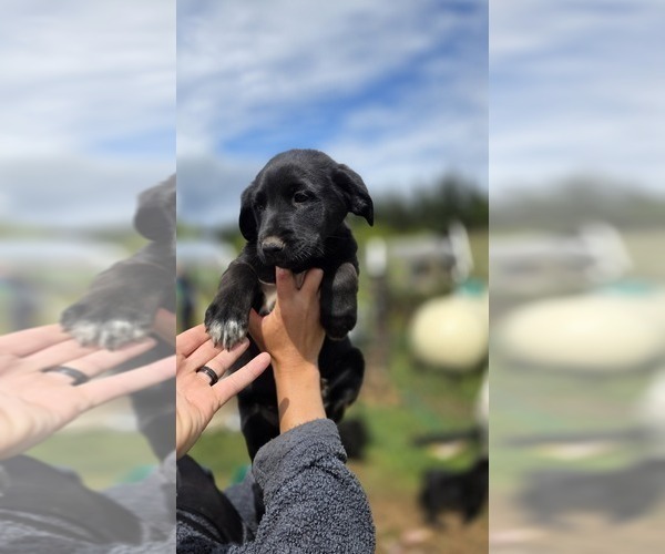 Medium Photo #6 Golden Shepherd Puppy For Sale in FERNDALE, WA, USA