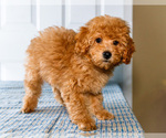 Small #3 Poodle (Toy)