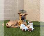 Small #2 Black Mouth Cur Mix