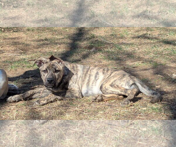 Medium Photo #6 Mutt Puppy For Sale in White Bluff, TN, USA