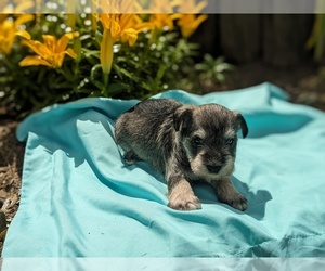 Schnauzer (Miniature) Puppy for Sale in GOSHEN, Indiana USA