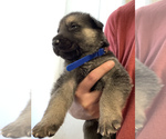 Small Photo #4 German Shepherd Dog Puppy For Sale in BLYTHE, CA, USA