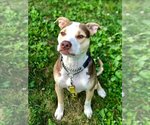 Small American Pit Bull Terrier Mix