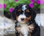 Image preview for Ad Listing. Nickname: Mason