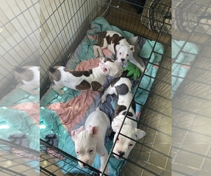Boxer Puppy for sale in JEFFERSON, OH, USA