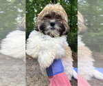 Small Shih Tzu Mix