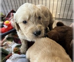 Small Photo #8 Goldendoodle Puppy For Sale in RENO, NV, USA