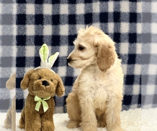 Medium Photo #5 Irish Doodle Puppy For Sale in DUNDEE, OH, USA