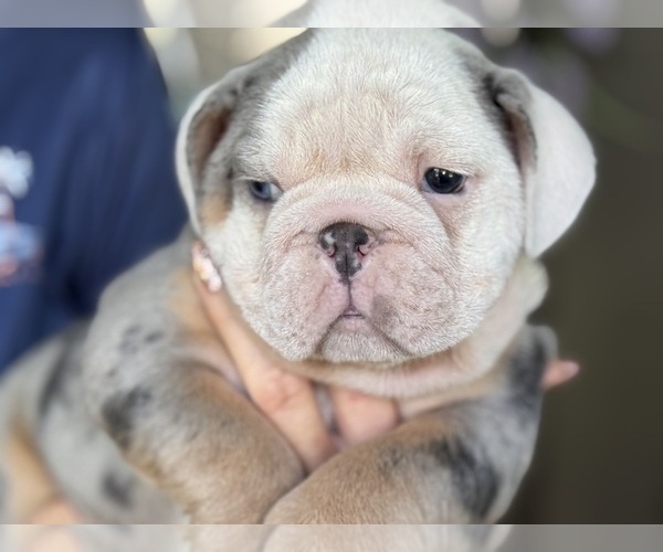 Medium Photo #3 Bulldog Puppy For Sale in LEHIGH ACRES, FL, USA