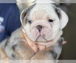 Small Photo #5 Bulldog Puppy For Sale in LEHIGH ACRES, FL, USA