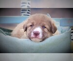 Small Photo #11 Bordoodle Puppy For Sale in OLATHE, CO, USA