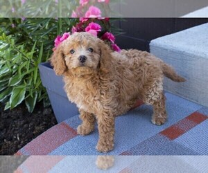 Goldendoodle (Miniature) Puppy for Sale in SEBRING, Ohio USA