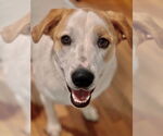Small #38 Great Pyrenees Mix