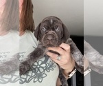 Small Photo #3 German Shorthaired Pointer Puppy For Sale in STATE COLLEGE, PA, USA
