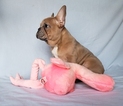 Small Photo #11 French Bulldog Puppy For Sale in ADRIAN, MI, USA