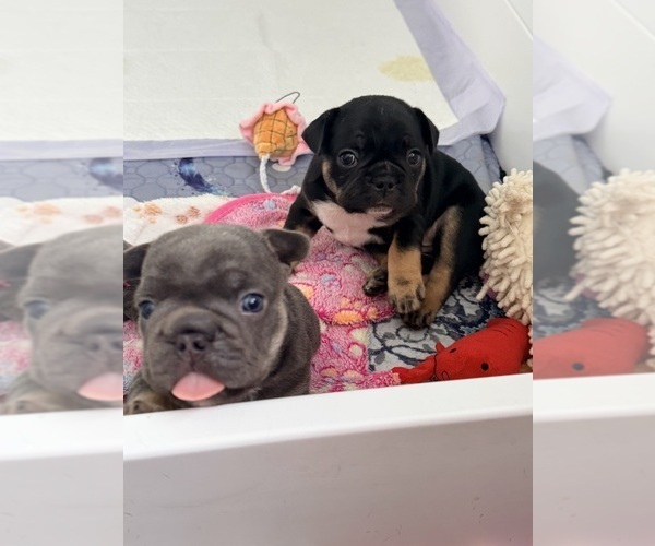 Medium Photo #7 French Bulldog Puppy For Sale in WESLEY CHAPEL, FL, USA