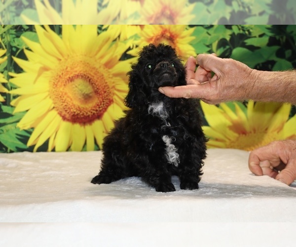 Medium Photo #20 Poodle (Toy) Puppy For Sale in DYERSBURG, TN, USA