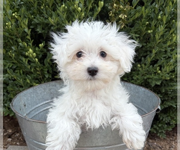 Medium Photo #3 Maltese Puppy For Sale in MIDDLEBURY, IN, USA