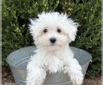 Eddie - Male Maltese Puppy for Sale - Photo #3