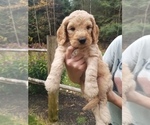 Puppy 11 Goldendoodle