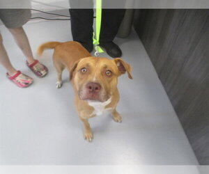 American Staffordshire Terrier Dogs for adoption in Ocala, FL, USA