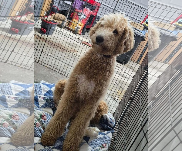 Medium Photo #6 Poodle (Standard)-Unknown Mix Puppy For Sale in Westwood, NJ, USA