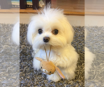 Small Photo #1 Maltese Puppy For Sale in CLERMONT, FL, USA