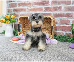 Small #14 Schnauzer (Miniature)