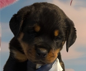 Medium Rottweiler