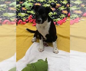 American Pit Bull Terrier-Siberian Husky Mix Dogs for adoption in Fort Wayne, IN, USA